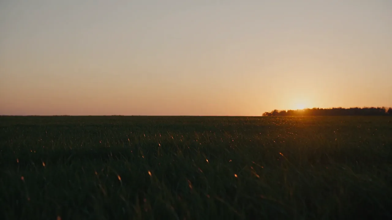 Evening sunlight over a peaceful pasture
